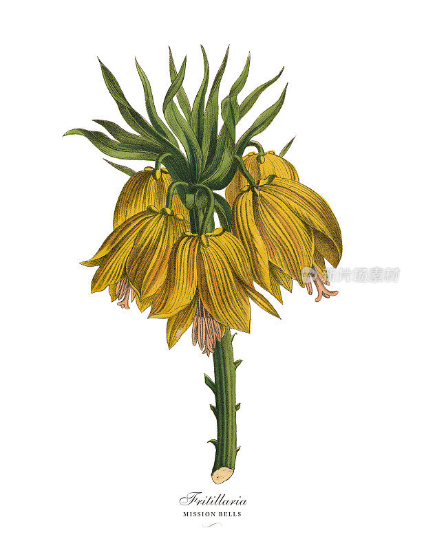 贝母或Mission bell植物，维多利亚植物图例